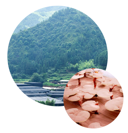 公司简介